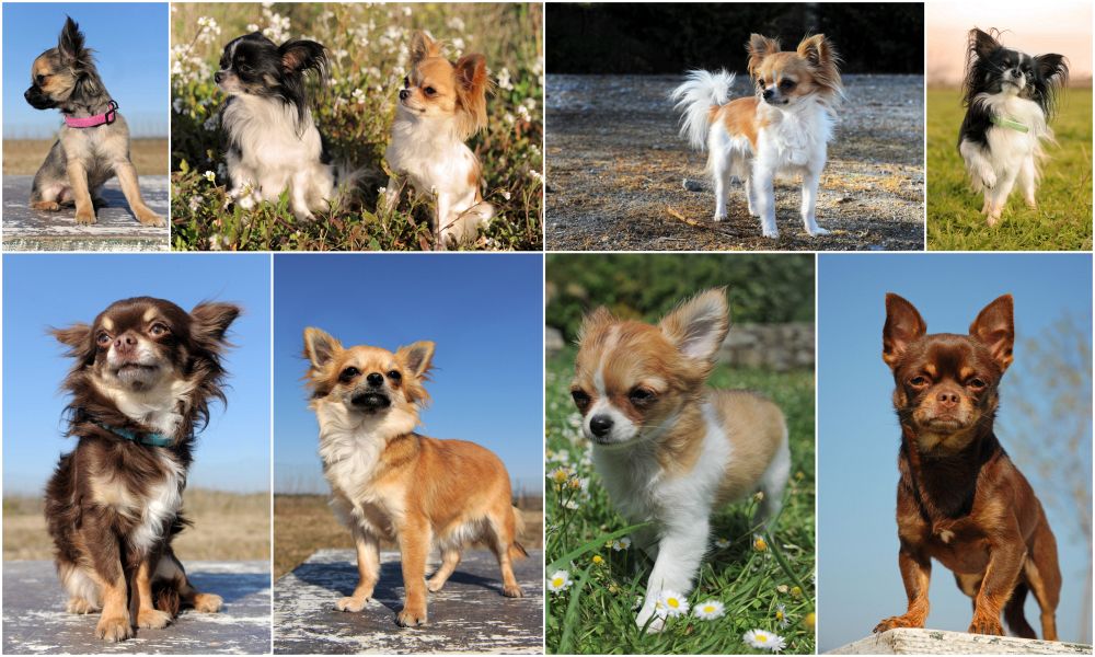 Chihuahuas mit langem und kurzem Fell