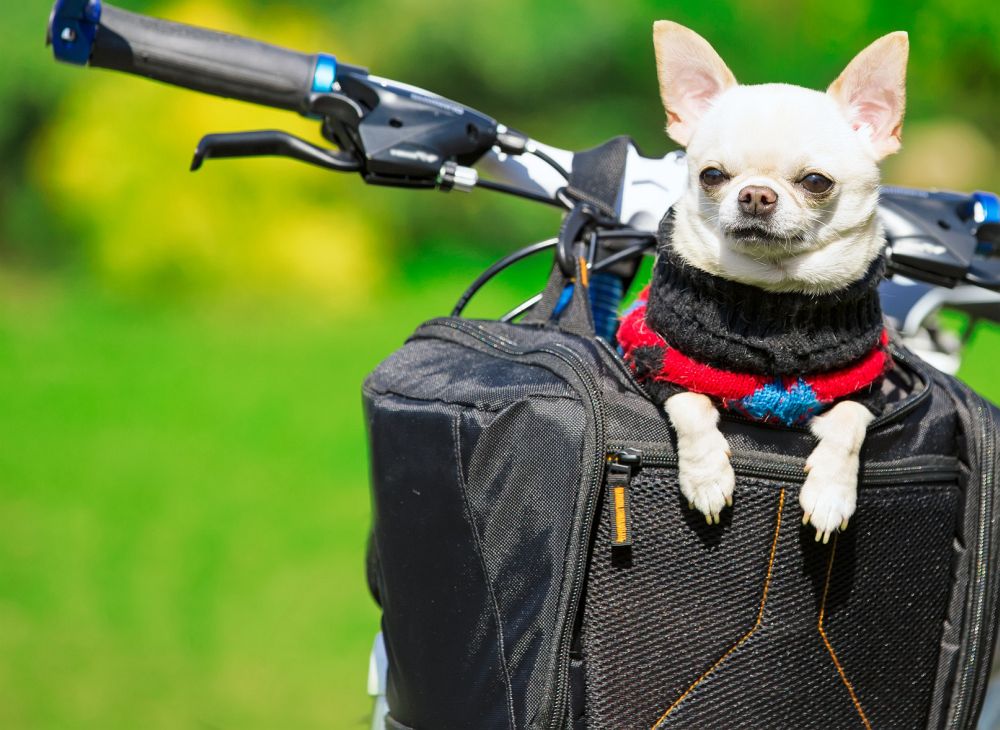 Chihuahua Fahrrad Lenkertasche