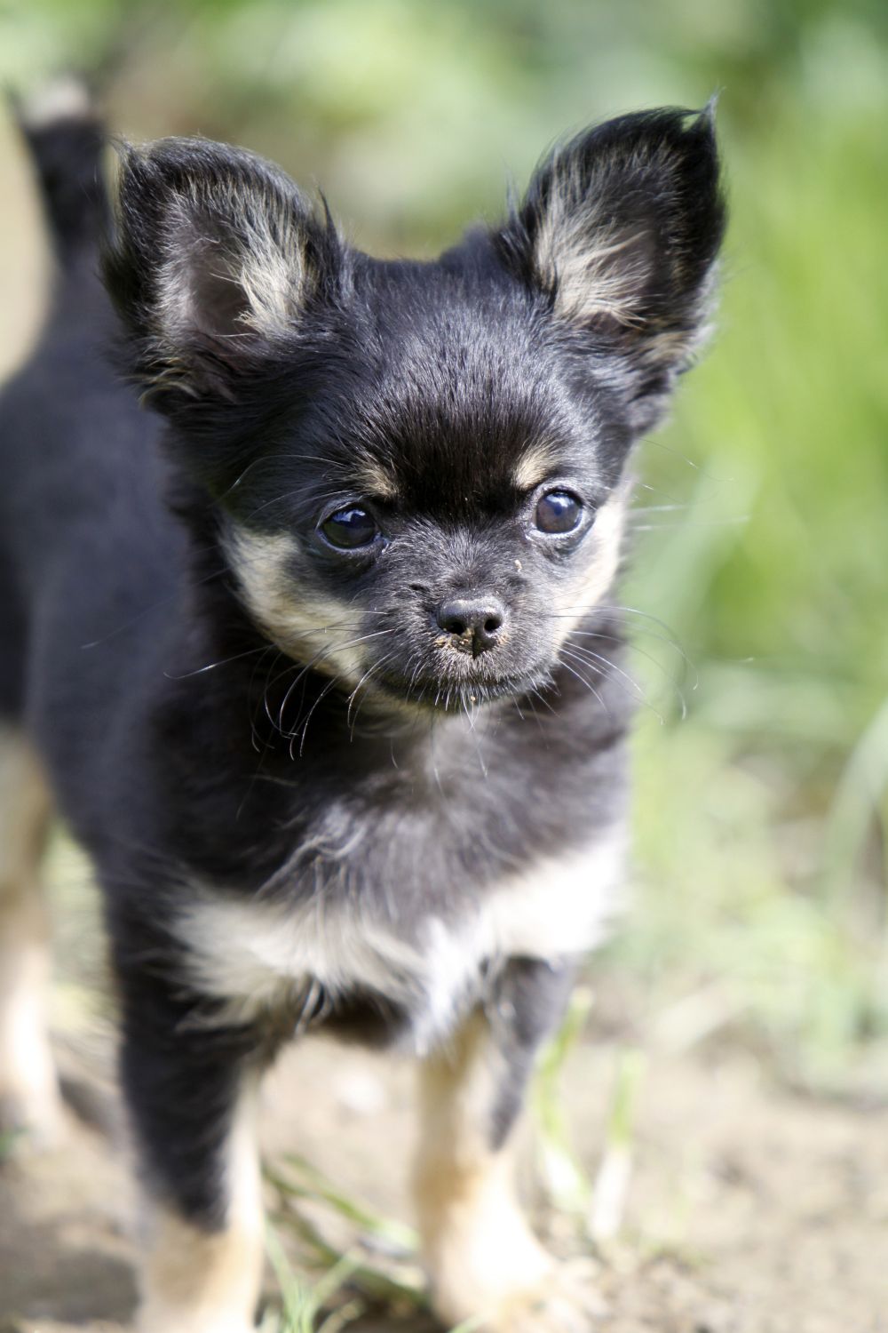 Gesunde Chihuahua Welpen von einem gesunden Chihuahua Deckrüden.