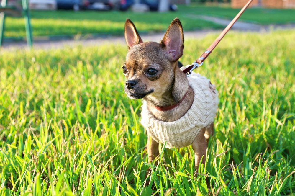 Ein Chihuahua an der Leine.
