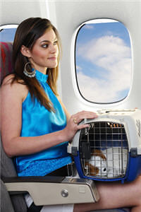 Hundebox Im Flugzeug