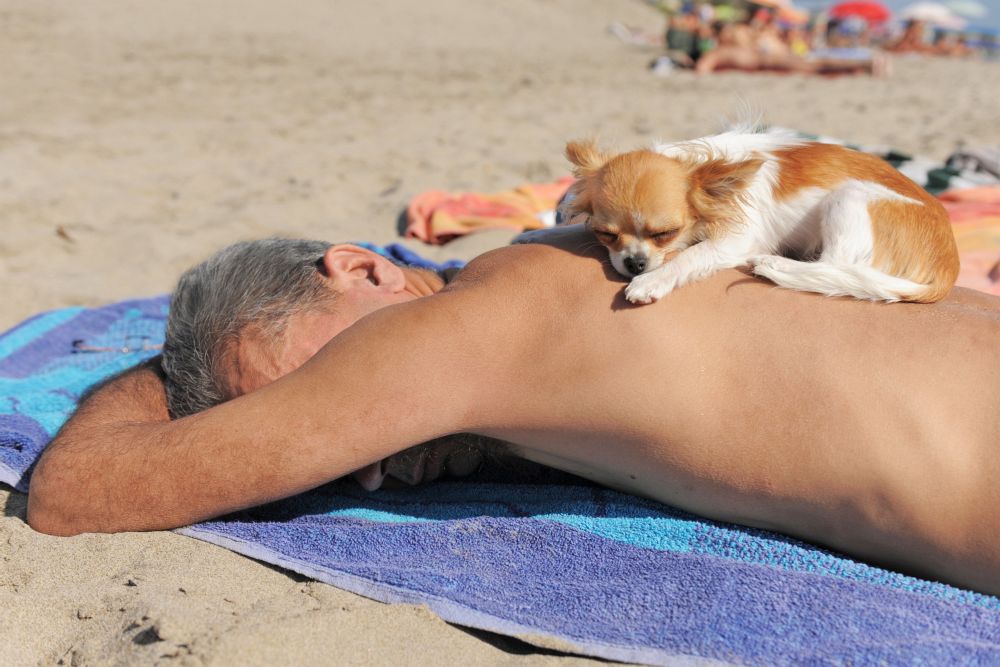 Mit dem Chihuahua im Urlaub