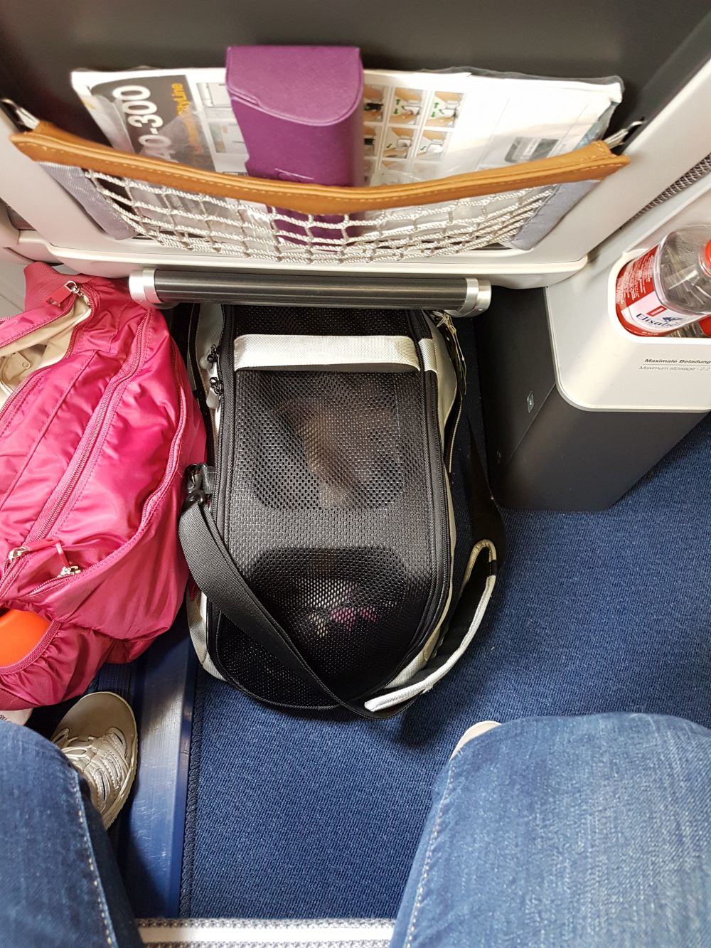 Chihuahua im Flugzeug