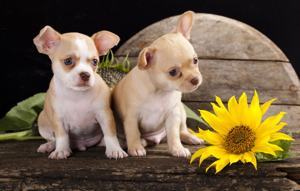 Lebenserwartung Chihuahua Welpen