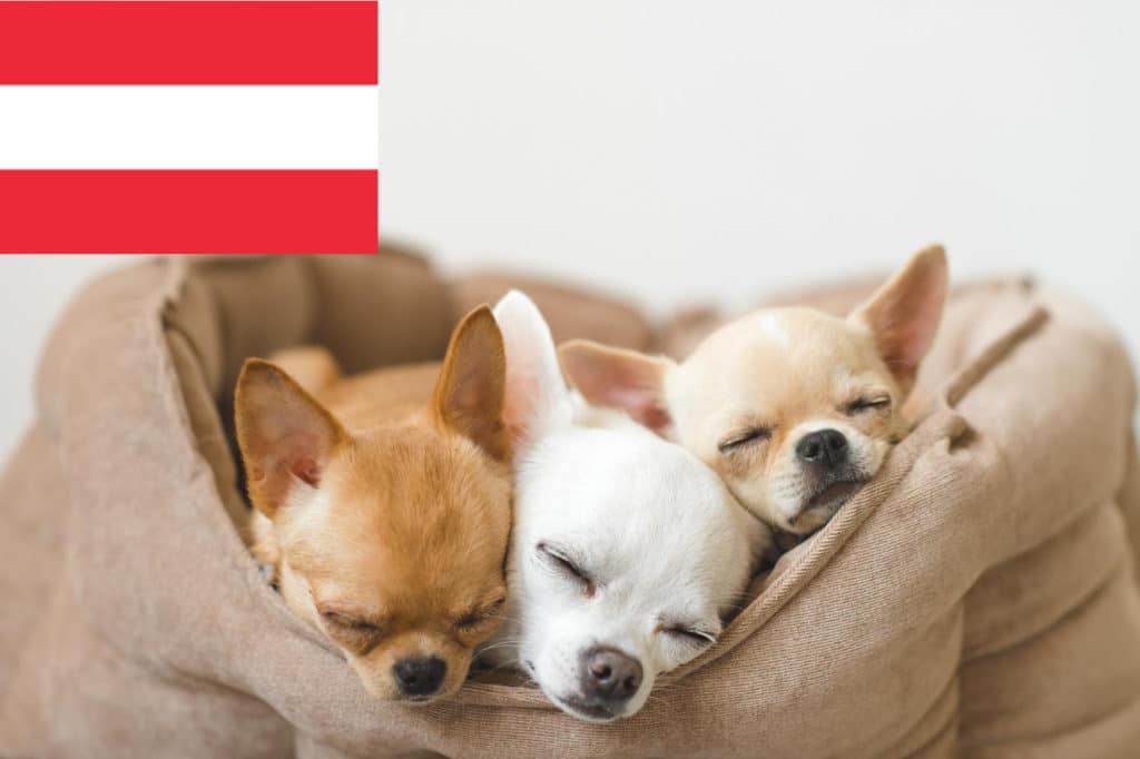 Chihuahua Züchter mit Welpen Österreich