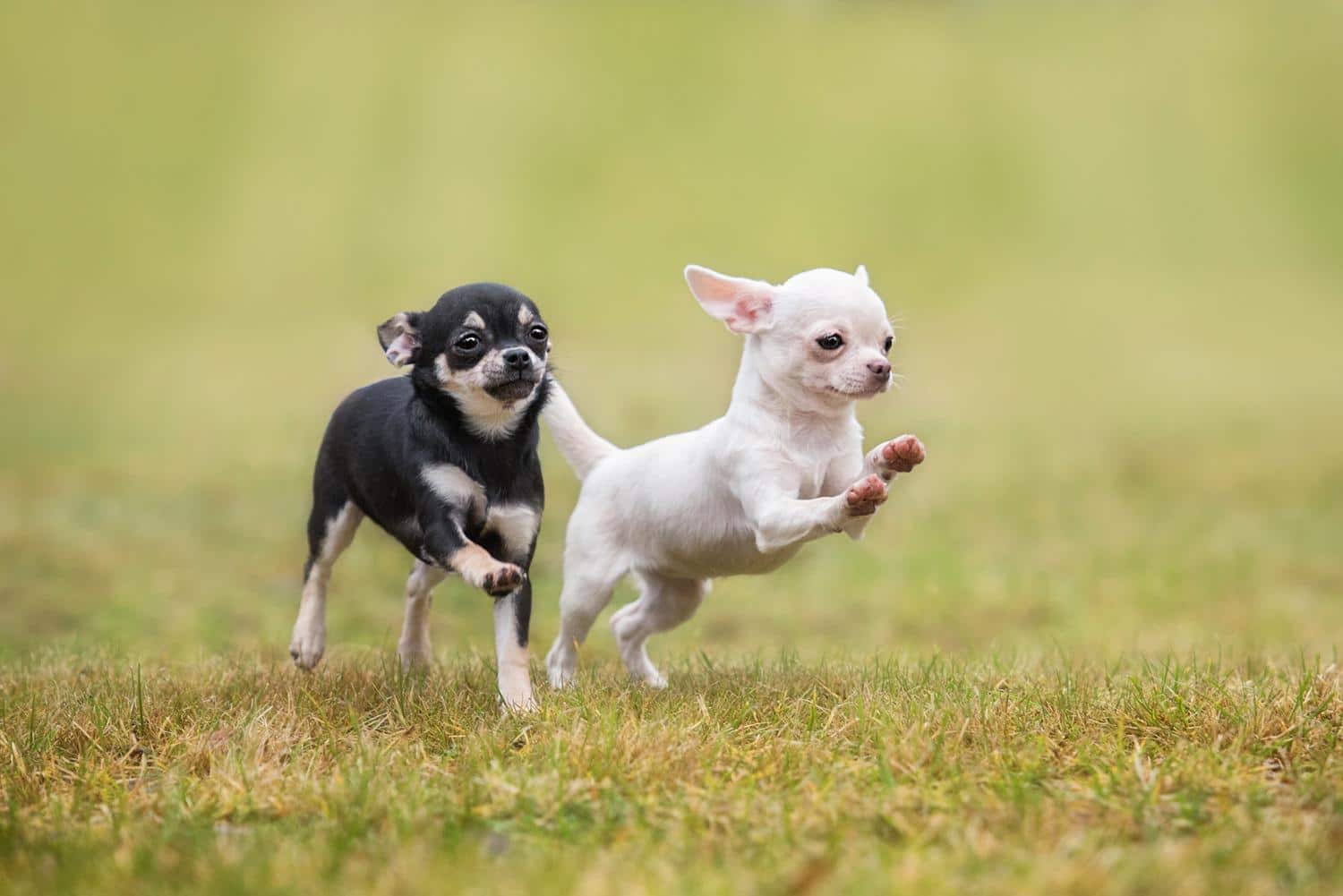 Gesunde Chihuahua Welpen