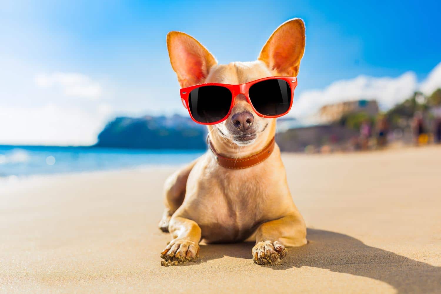 Urlaub mit Chihuahua