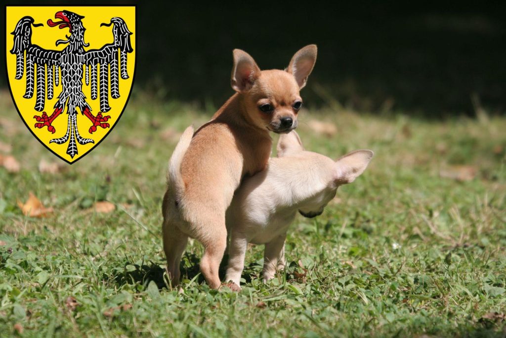 Chihuahua Züchter mit Welpen Aachen, Nordrhein-Westfalen