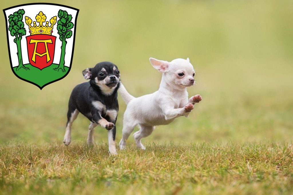 Chihuahua Züchter mit Welpen Aurich, Niedersachsen