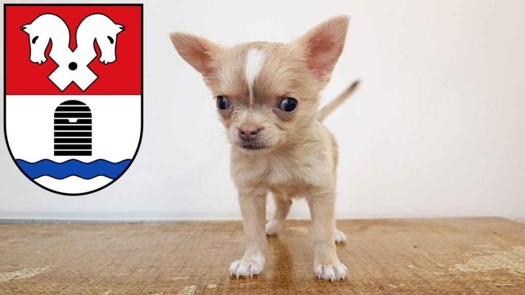 Chihuahua Züchter mit Welpen Bad Fallingbostel, Niedersachsen