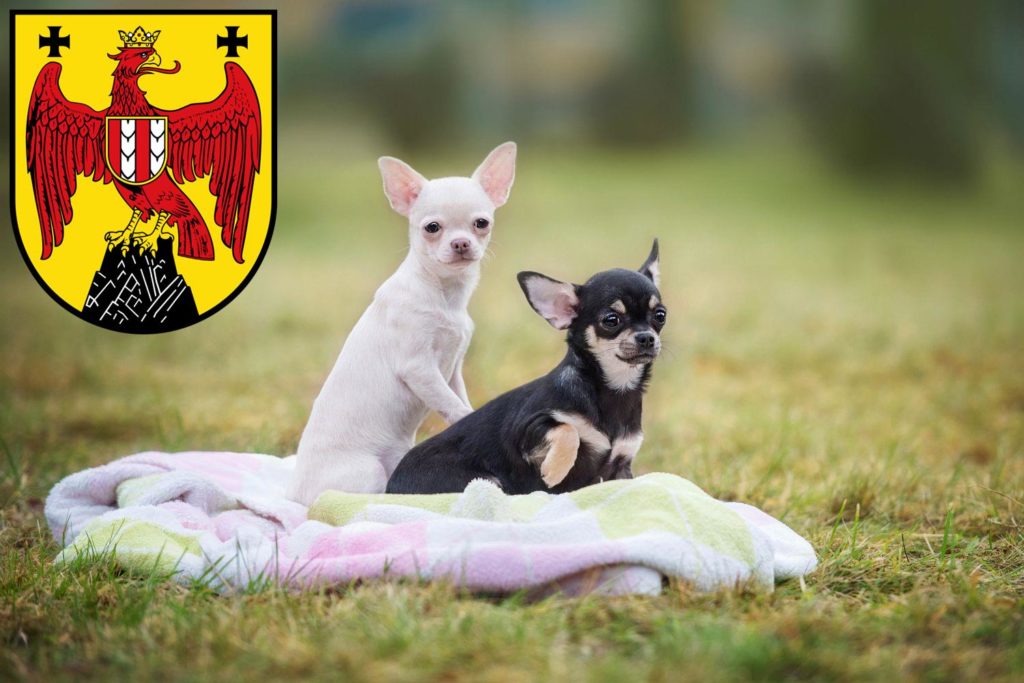 Chihuahua Züchter mit Welpen Burgenland, Österreich