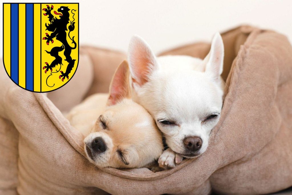 Chihuahua Züchter mit Welpen Chemnitz, Sachsen