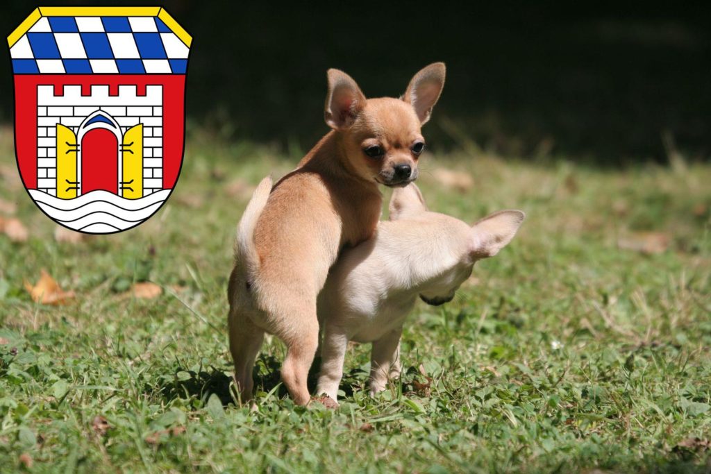 Chihuahua Züchter mit Welpen Deggendorf, Bayern