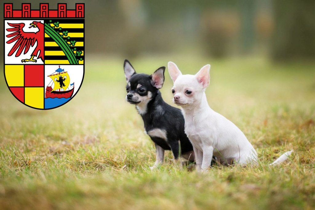 Chihuahua Züchter mit Welpen Dessau-Roßlau, Sachsen-Anhalt