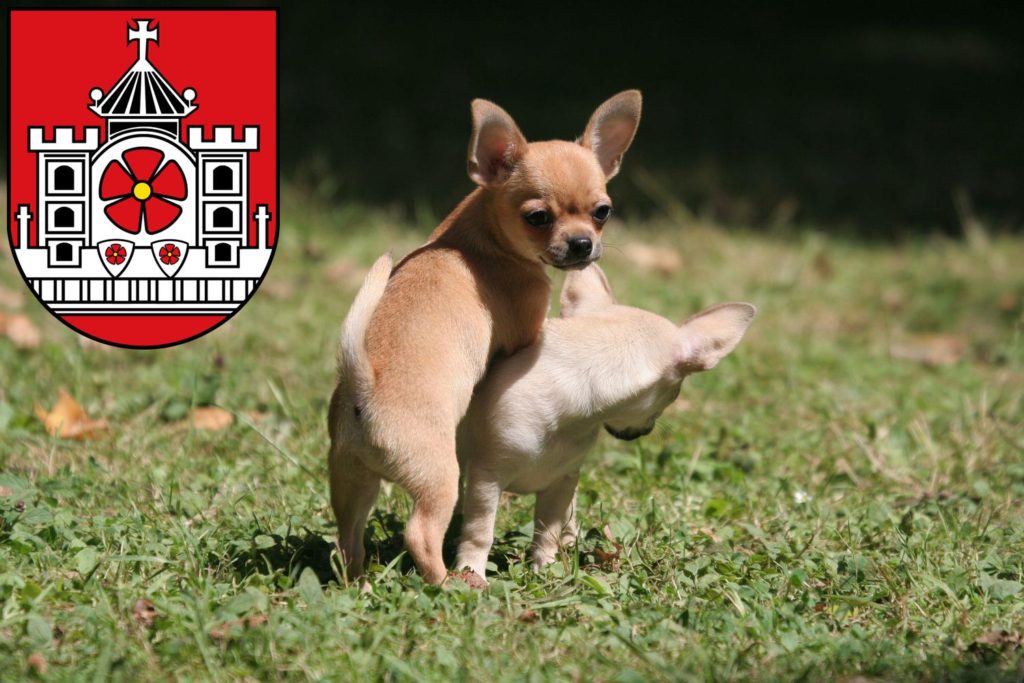 Chihuahua Züchter mit Welpen Detmold, Nordrhein-Westfalen