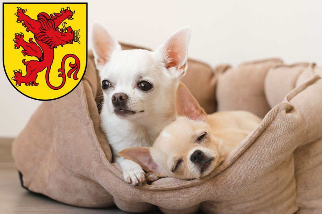 Chihuahua Züchter mit Welpen Diepholz, Niedersachsen