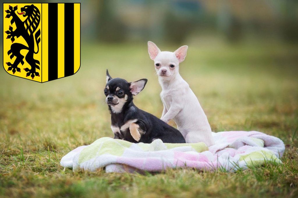 Chihuahua Züchter mit Welpen Dresden, Sachsen