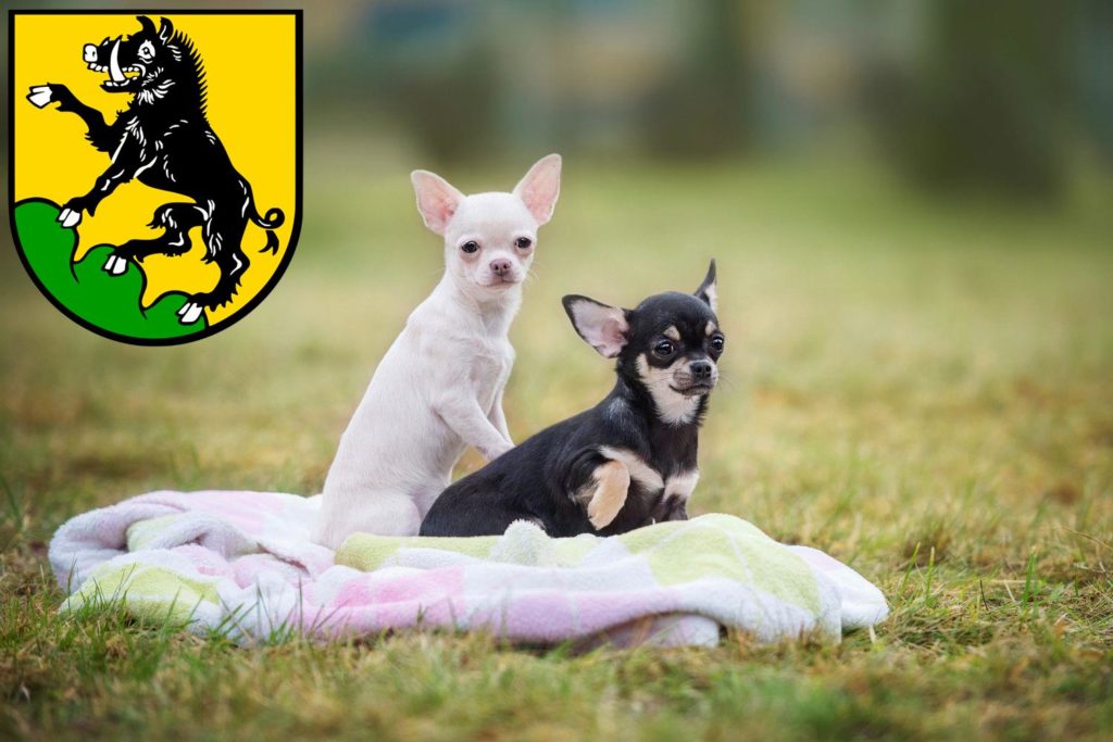 Chihuahua Züchter mit Welpen Ebersberg, Bayern