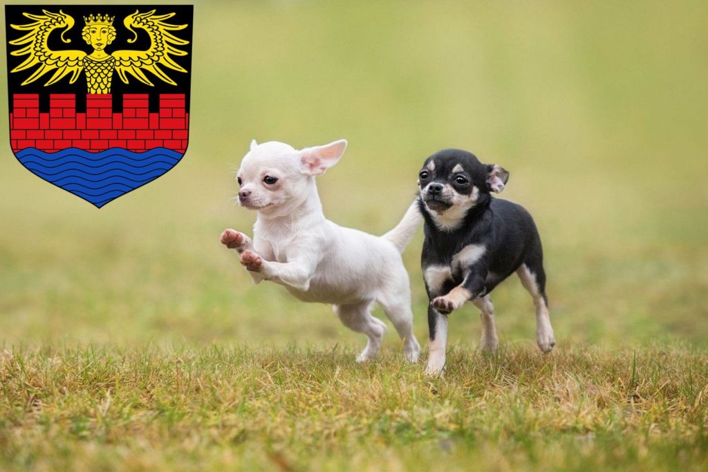 Chihuahua Züchter mit Welpen Emden, Niedersachsen
