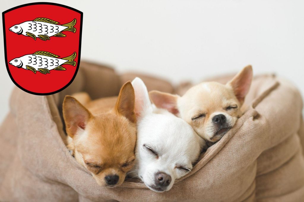 Chihuahua Züchter mit Welpen Forchheim, Bayern