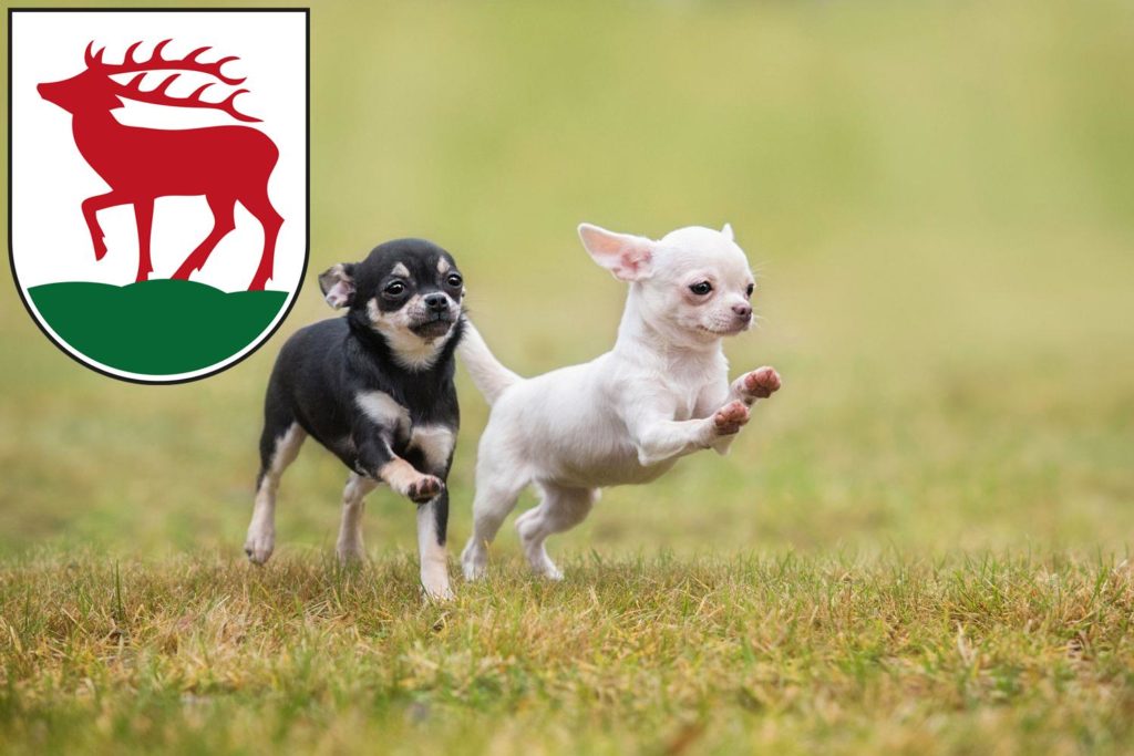 Chihuahua Züchter mit Welpen Herzberg (Elster), Brandenburg
