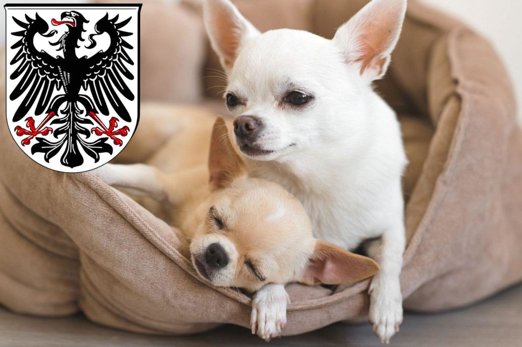 Chihuahua Züchter mit Welpen Ingelheim am Rhein, Rheinland-Pfalz