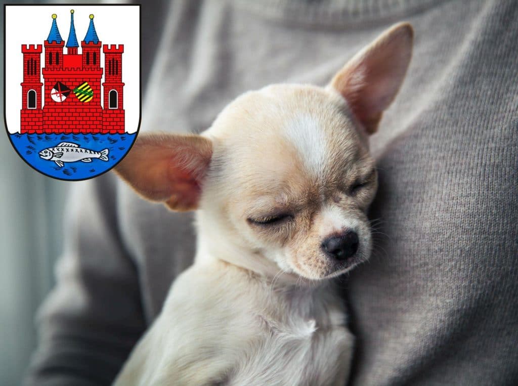 Chihuahua Züchter mit Welpen Lutherstadt Wittenberg, Sachsen-Anhalt