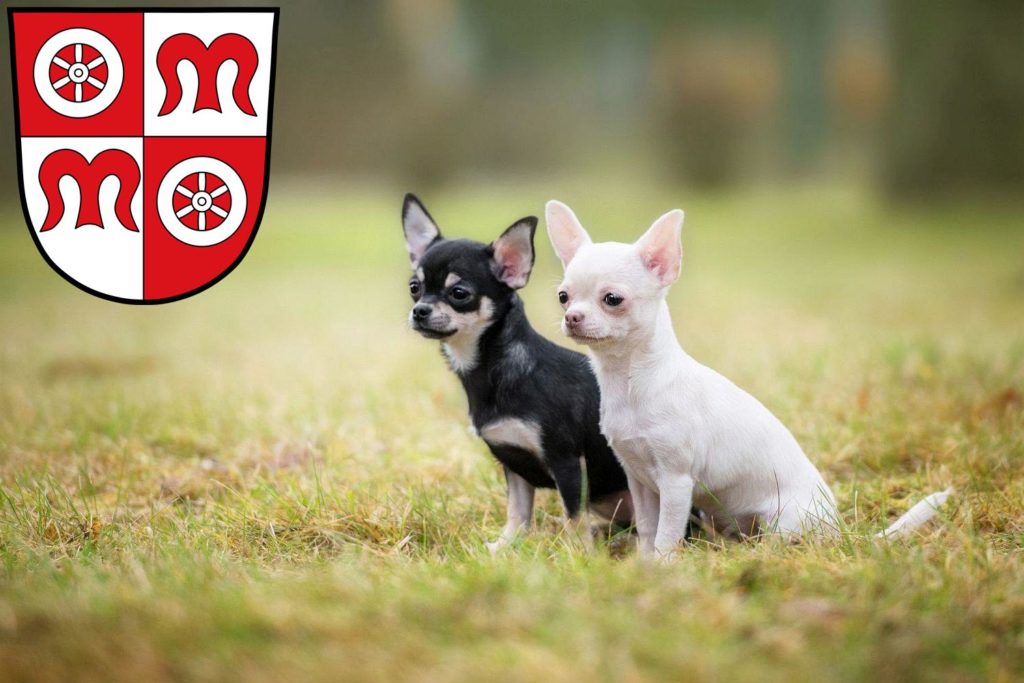 Chihuahua Züchter mit Welpen Miltenberg, Bayern