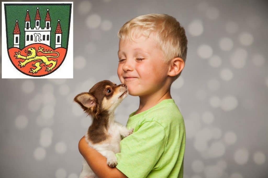 Chihuahua Züchter mit Welpen Northeim, Niedersachsen