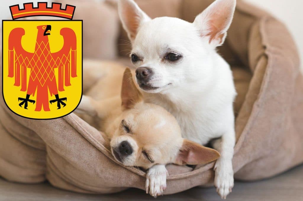 Chihuahua Züchter mit Welpen Potsdam, Brandenburg