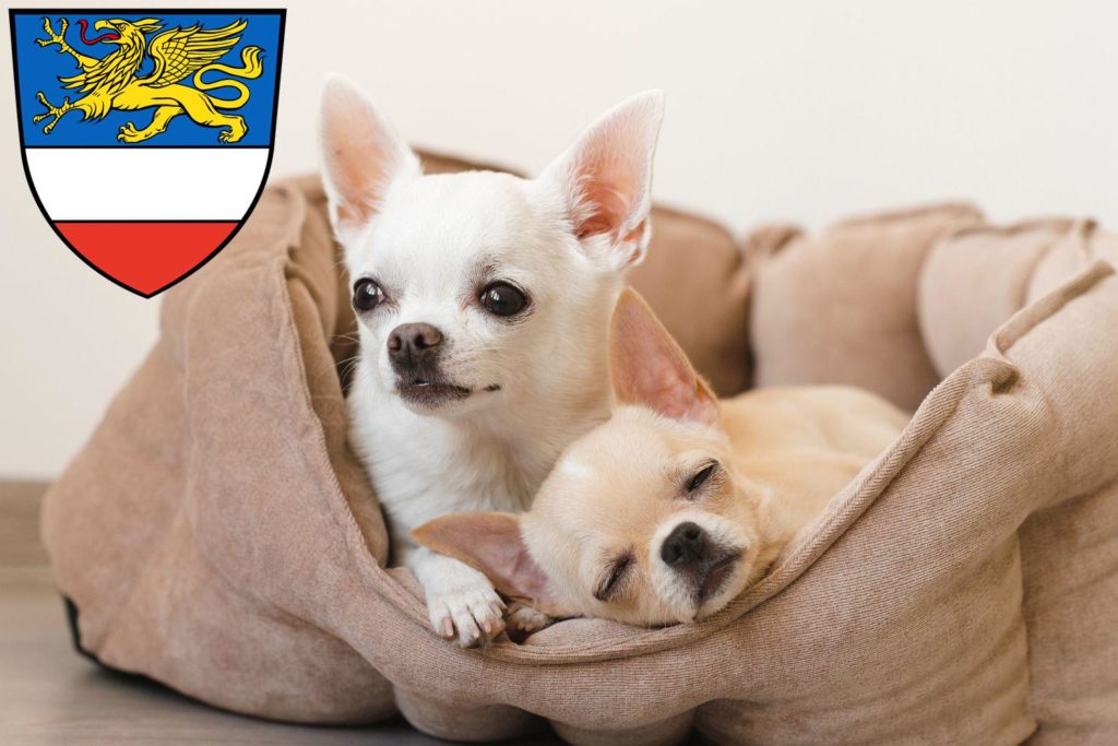 Chihuahua Züchter mit Welpen Rostock, Mecklenburg-Vorpommern