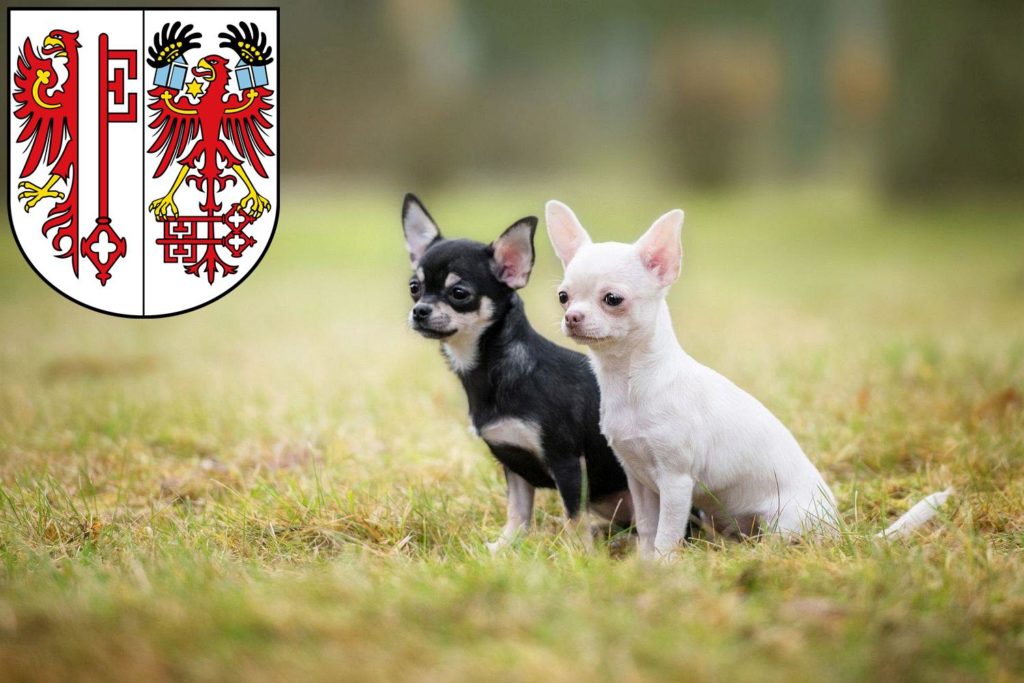 Chihuahua Züchter mit Welpen Salzwedel, Sachsen-Anhalt
