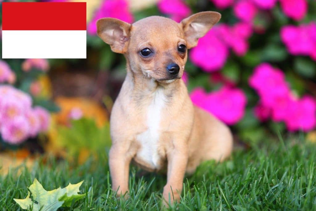 Chihuahua Züchter mit Welpen Wien, Österreich