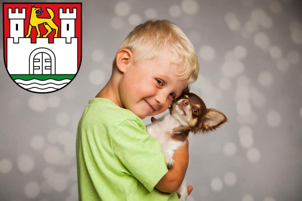 Chihuahua Züchter mit Welpen Wolfsburg, Niedersachsen