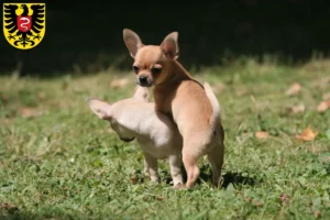 Mehr über den Artikel erfahren Chihuahua Züchter und Welpen in Aalen