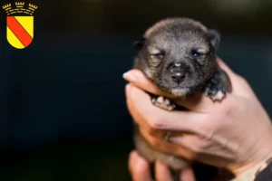 Mehr über den Artikel erfahren Chihuahua Züchter und Welpen in Baden-Baden