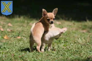 Mehr über den Artikel erfahren Chihuahua Züchter und Welpen in Castrop-Rauxel