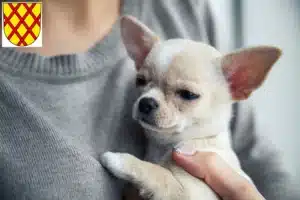 Mehr über den Artikel erfahren Chihuahua Züchter und Welpen in Daun