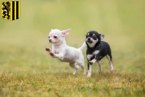 Mehr über den Artikel erfahren Chihuahua Züchter und Welpen in Dresden