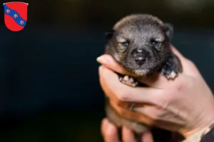 Mehr über den Artikel erfahren Chihuahua Züchter und Welpen in Erbach (Odenwald)