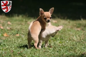 Mehr über den Artikel erfahren Chihuahua Züchter und Welpen in Gießen