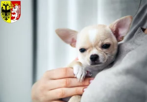 Mehr über den Artikel erfahren Chihuahua Züchter und Welpen in Görlitz