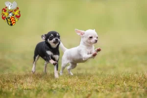 Mehr über den Artikel erfahren Chihuahua Züchter und Welpen in Hanau