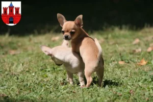 Mehr über den Artikel erfahren Chihuahua Züchter und Welpen in Köthen (Anhalt)