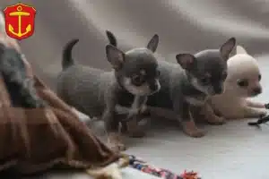 Mehr über den Artikel erfahren Chihuahua Züchter und Welpen in Ludwigshafen am Rhein