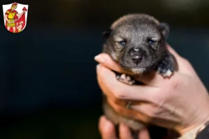 Mehr über den Artikel erfahren Chihuahua Züchter und Welpen in Marktoberdorf