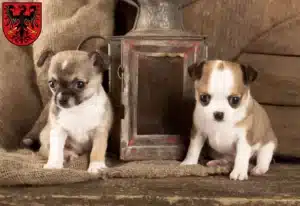 Mehr über den Artikel erfahren Chihuahua Züchter und Welpen in Neumarkt in der Oberpfalz