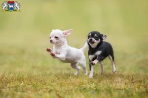 Mehr über den Artikel erfahren Chihuahua Züchter und Welpen in Osterholz-Scharmbeck