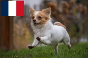 Mehr über den Artikel erfahren Chihuahua Züchter und Welpen auf Réunion