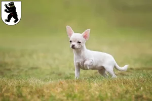 Mehr über den Artikel erfahren Chihuahua Züchter und Welpen in St. Gallen